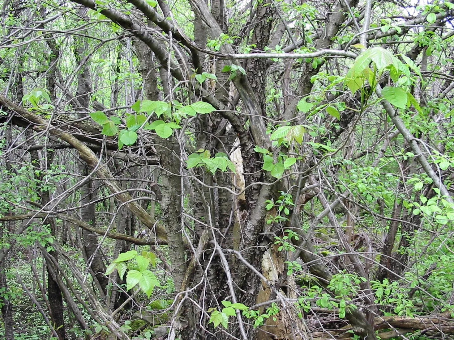 Poison Ivy (Toxicodendron Radicans) — often climbing trees with the aid of small rootlets