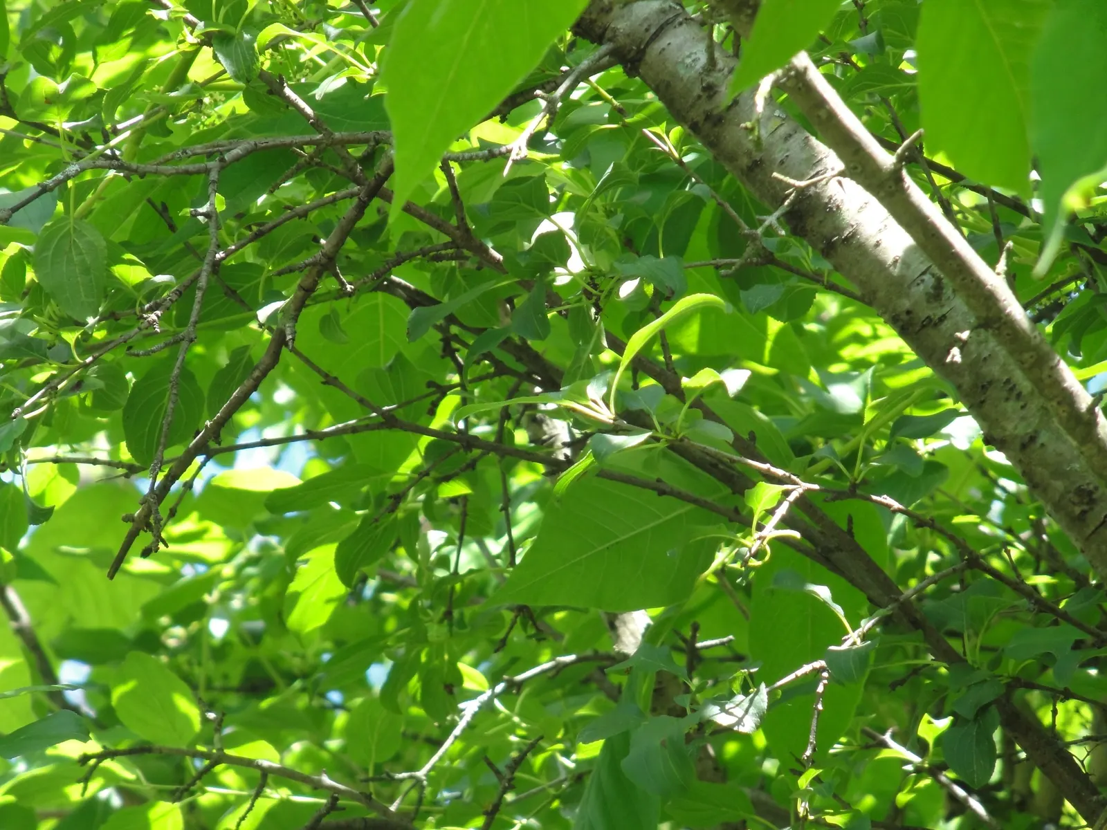 Poison Ivy (Toxicodendron Radicans) — Due to its invasive nature and health risks, it's generally unwelcome in landscapes; especially in areas with human