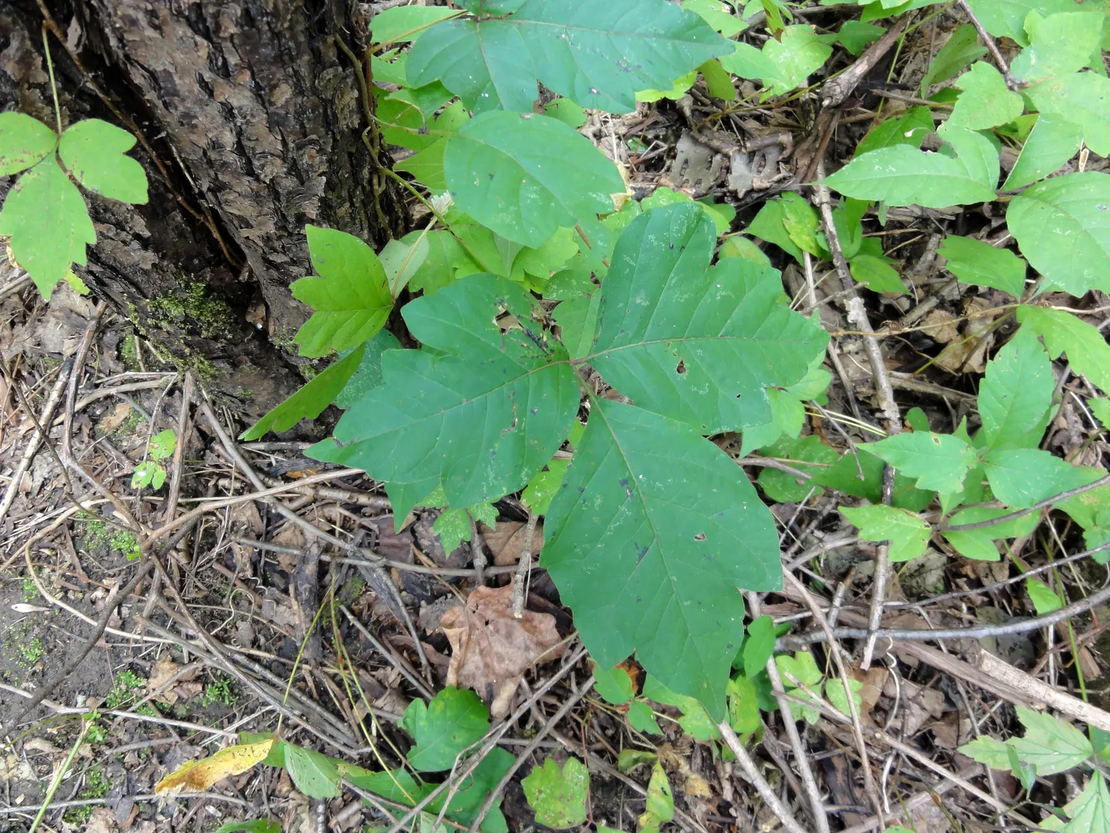 Poison Ivy (Toxicodendron Radicans) — Poison Ivy (Toxicodendron radicans) is a pernicious; thriving in zones 4-10, it can spread as a groundcover, image 43