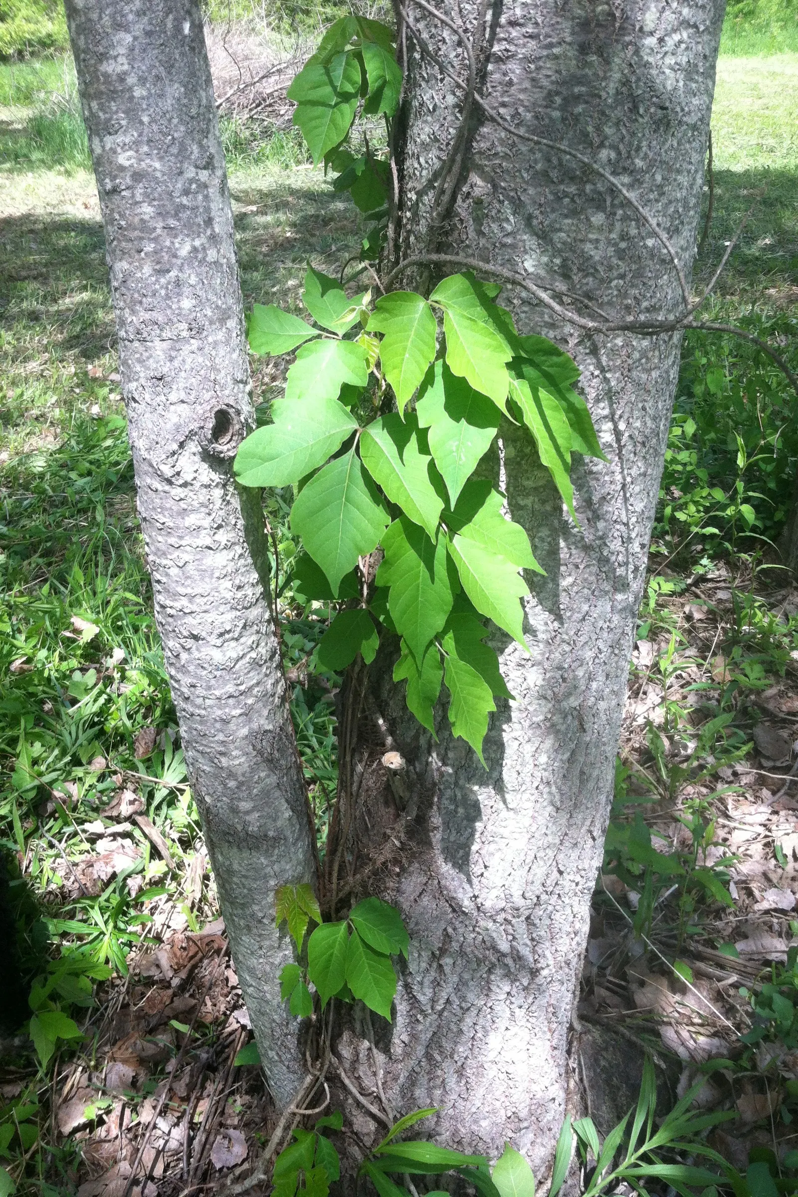 Poison Ivy (Toxicodendron Radicans) — shrub for full or half or shade; especially in areas with human activity