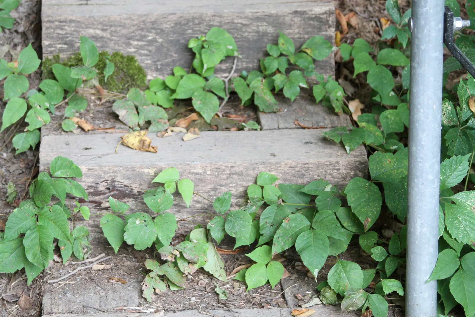 Poison Ivy (Toxicodendron Radicans) — It spreads through seed dispersal and vegetatively by rhizomes.<br><br>When designing landscapes; thriving in, image 58