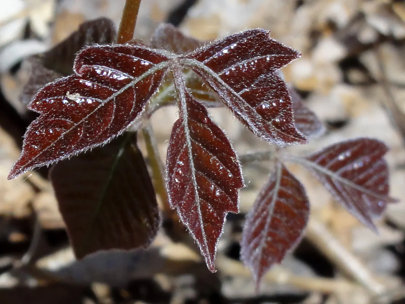 Poison Ivy (Toxicodendron Radicans) — Thriving in zones 4-10, it can spread as a groundcover or climb up to 30 feet as a vine