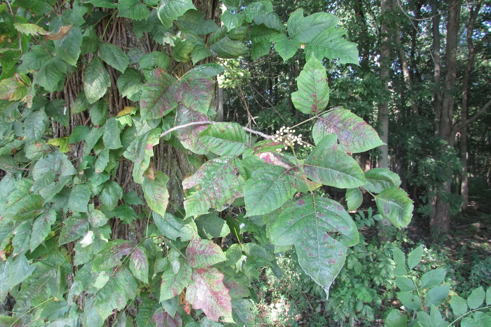Poison Ivy (Toxicodendron Radicans) — Poison Ivy (Toxicodendron radicans) is a pernicious