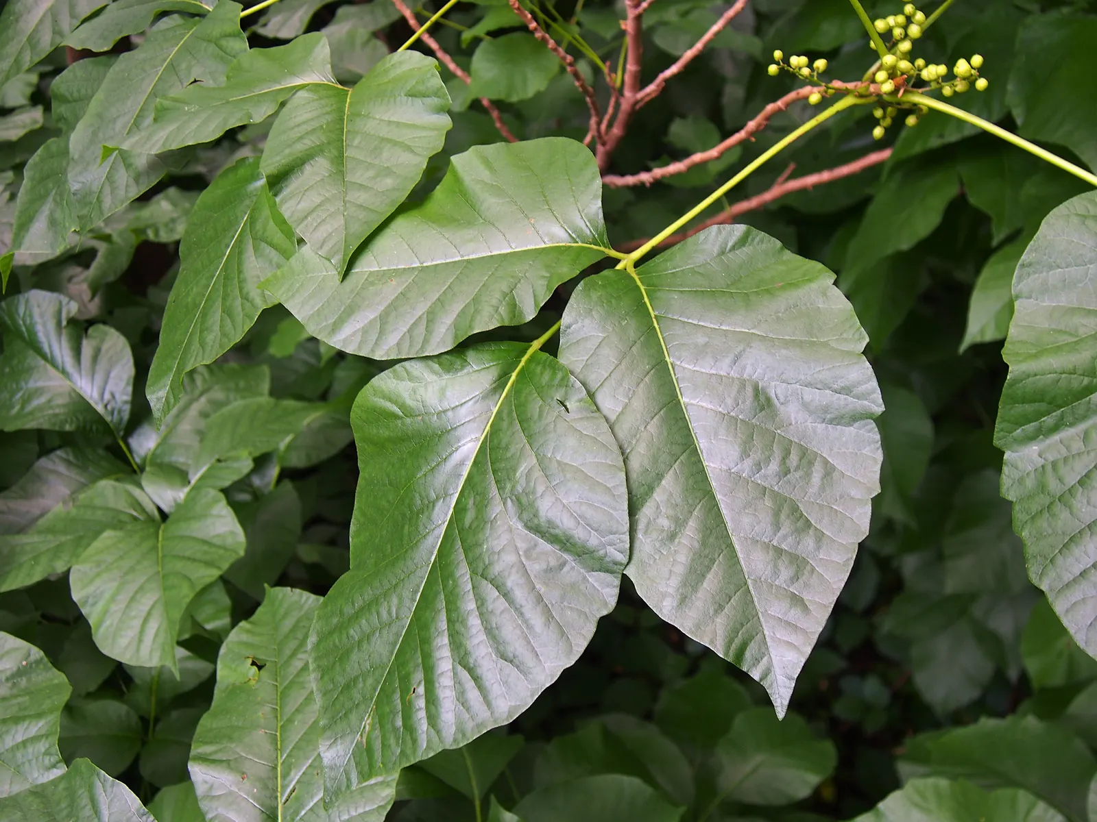 Poison Ivy (Toxicodendron Radicans) — it\'s critical to plan for controlled removal of poison ivy