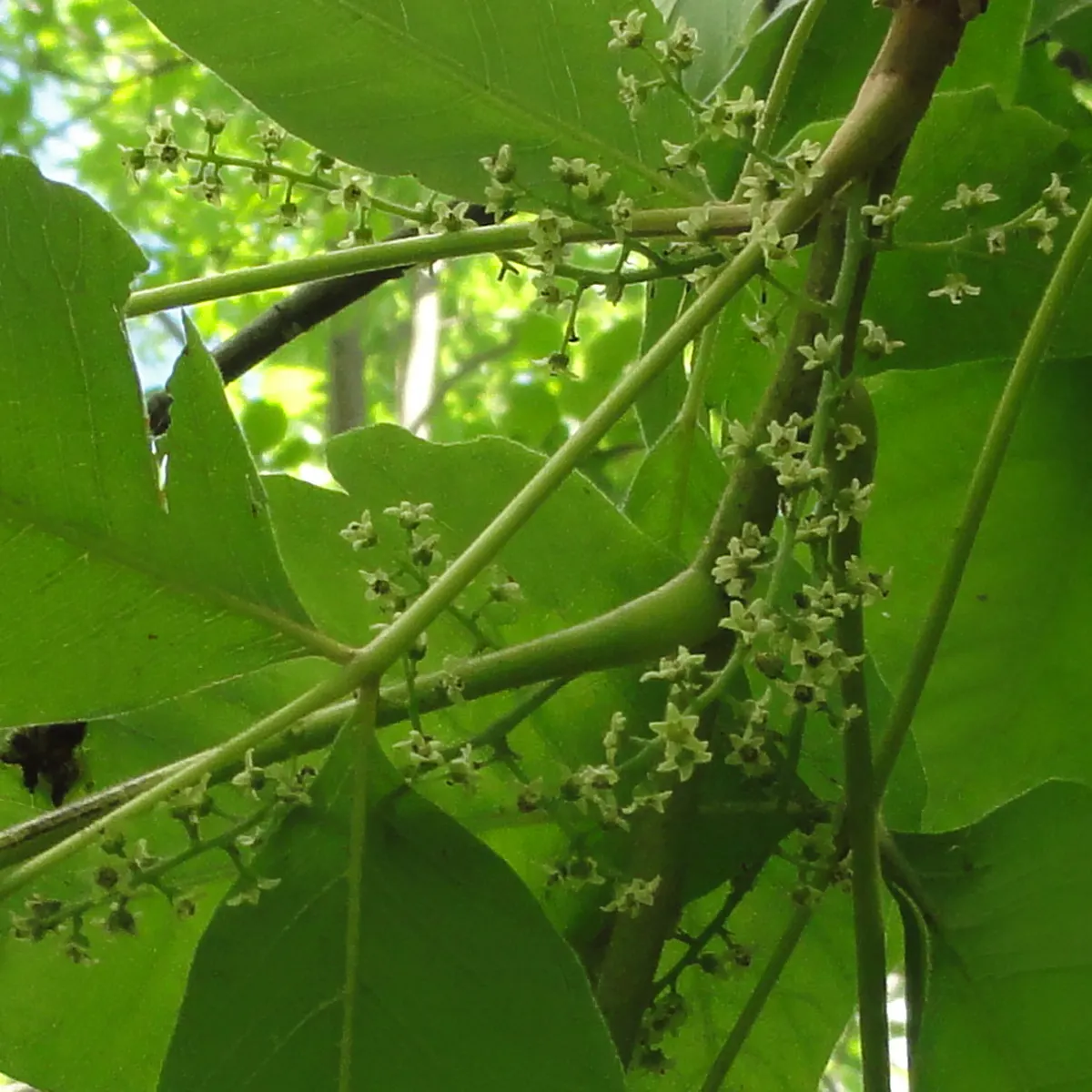 Poison Ivy (Toxicodendron Radicans) — native North American plant