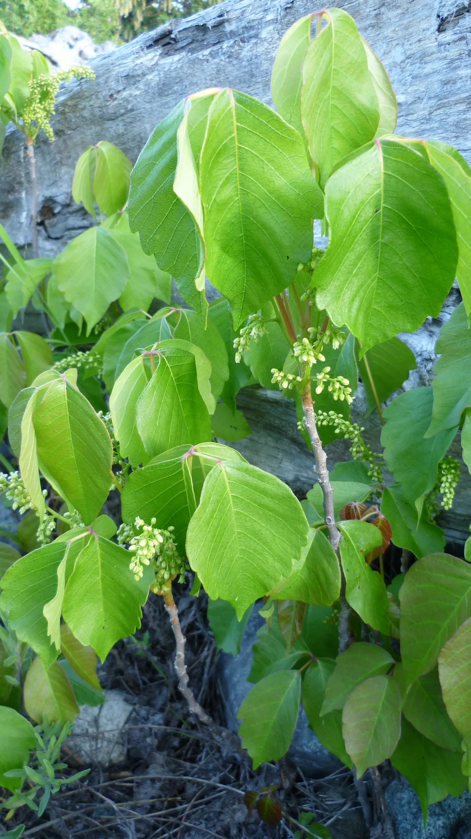 Poison Ivy (Toxicodendron Radicans) — It spreads through seed dispersal and vegetatively by rhizomes.<br><br>When designing landscapes; thriving in zones 4-10