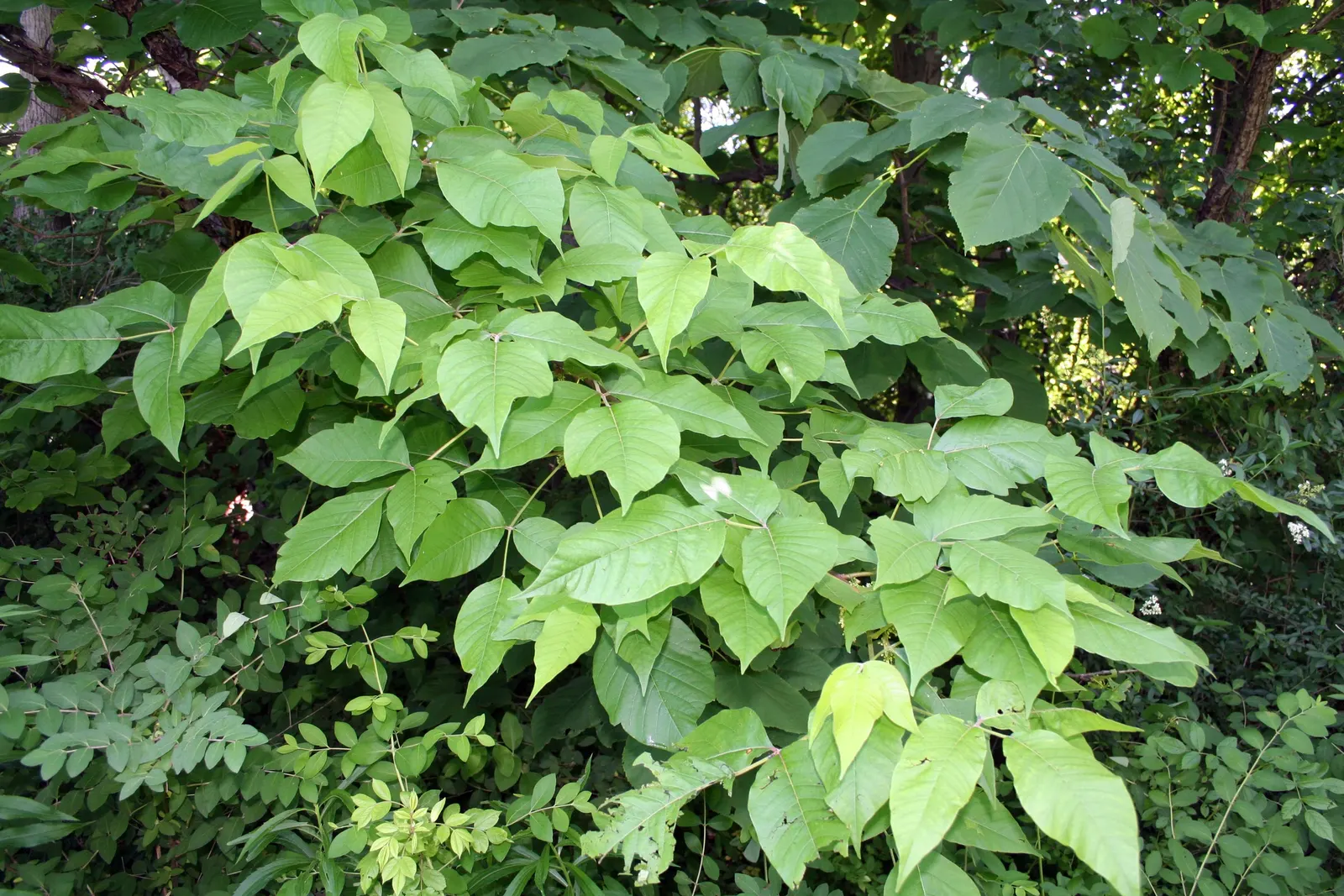Poison Ivy (Toxicodendron Radicans) — Poison Ivy (Toxicodendron radicans) is a pernicious; thriving in zones 4-10, it can spread as a groundcover, image 64