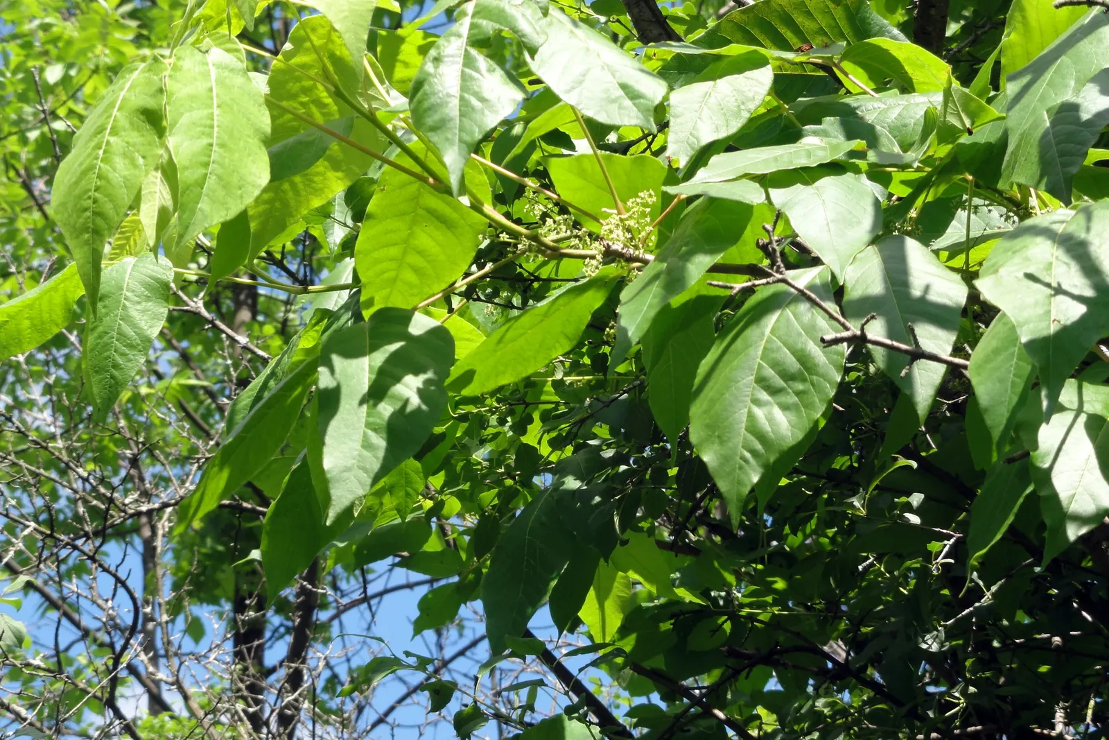Poison Ivy (Toxicodendron Radicans) — and taking on a reddish hue when they emerge in spring