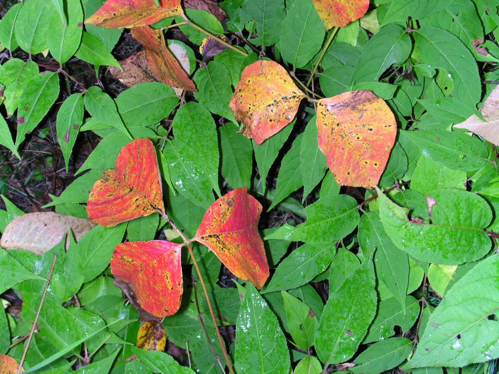 Poison Ivy (Toxicodendron Radicans) — commonly known as poison ivy