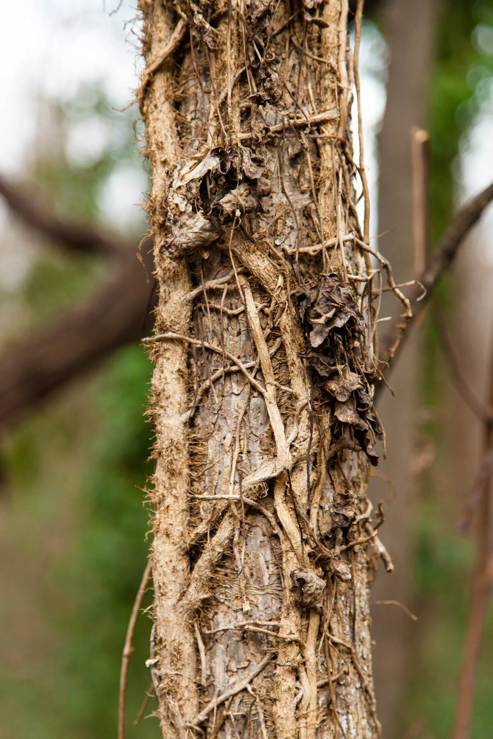 Poison Ivy (Toxicodendron Radicans) — and taking on a reddish hue when they emerge in spring; its leaves are distinctive, image 56