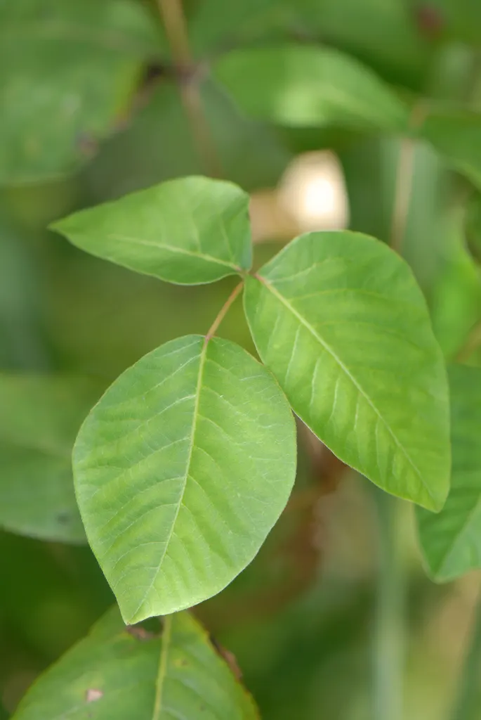 Poison Ivy (Toxicodendron Radicans) — shrub for full or half or shade; especially in areas with human activity, image 63