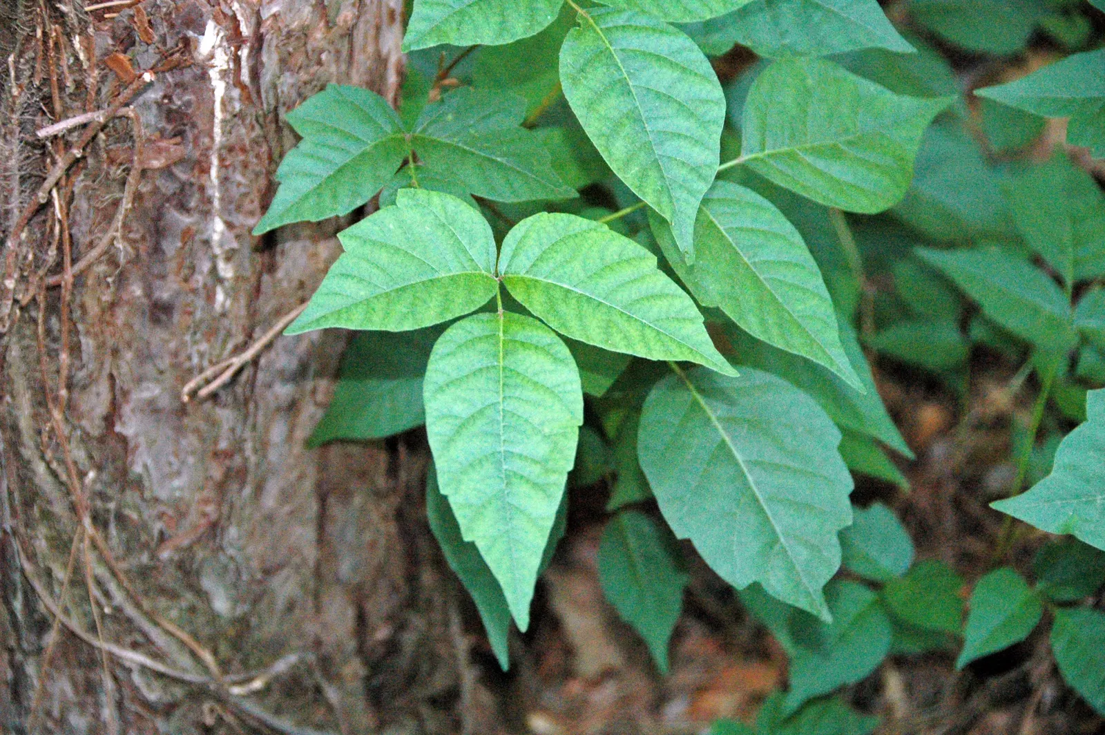 Poison Ivy (Toxicodendron Radicans) — Its leaves are distinctive, image 32