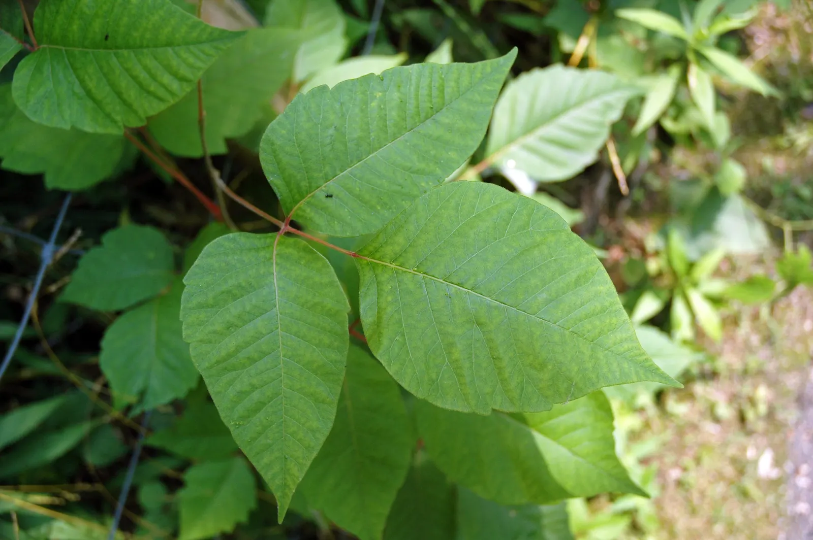 Poison Ivy (Toxicodendron Radicans) — The plant contains urushiol, causing severe skin irritation upon contact; its leaves are distinctive
