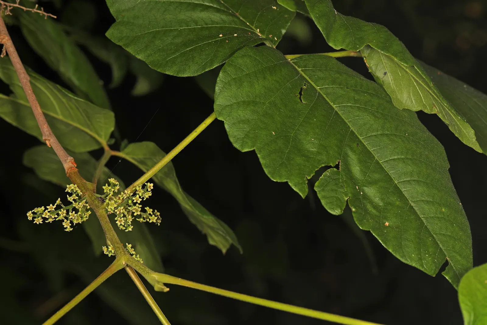 Poison Ivy (Toxicodendron Radicans) — The plant contains urushiol, causing severe skin irritation upon contact; its leaves are distinctive, image 47