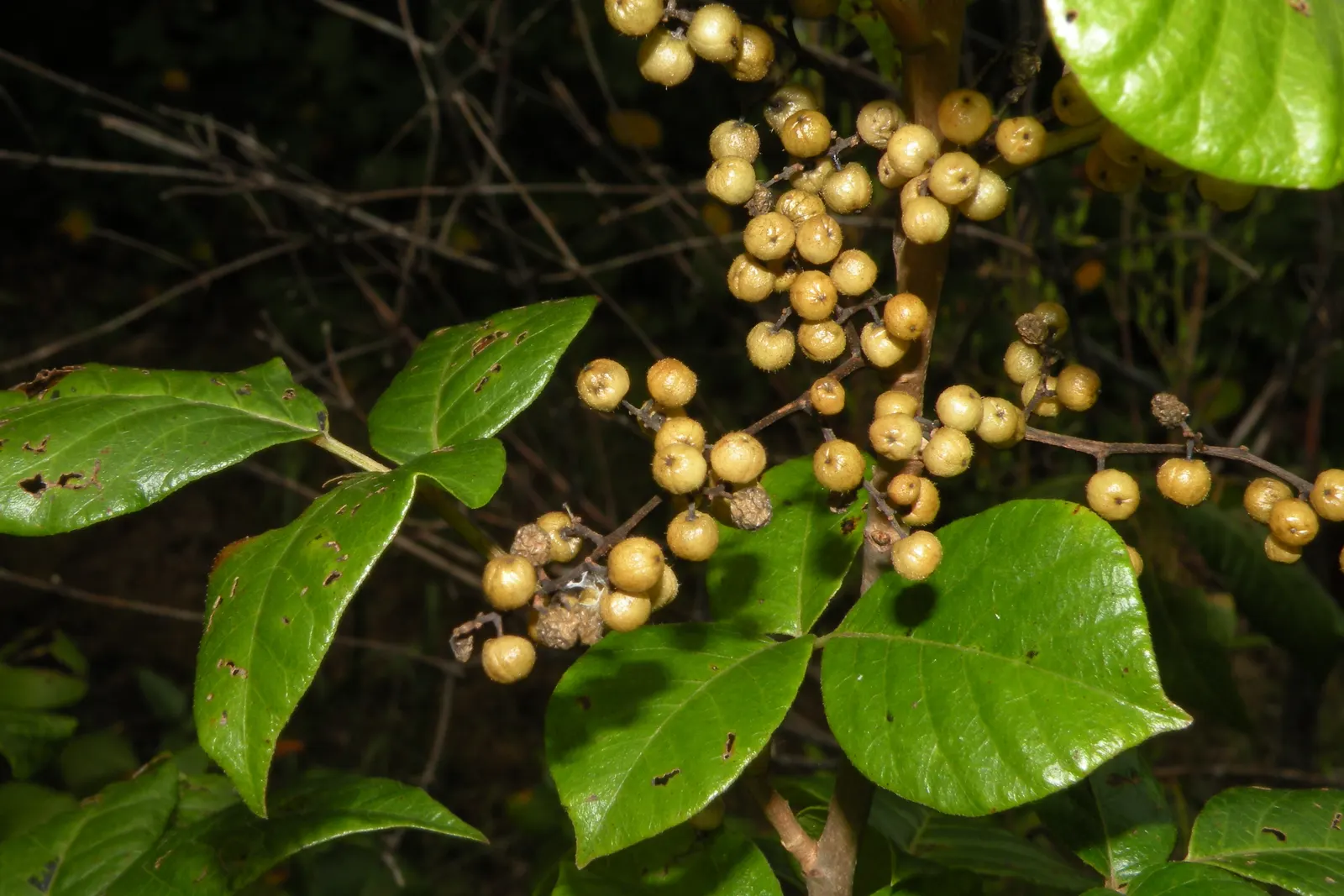 Poison Ivy (Toxicodendron Radicans) — The plant contains urushiol, causing severe skin irritation upon contact
