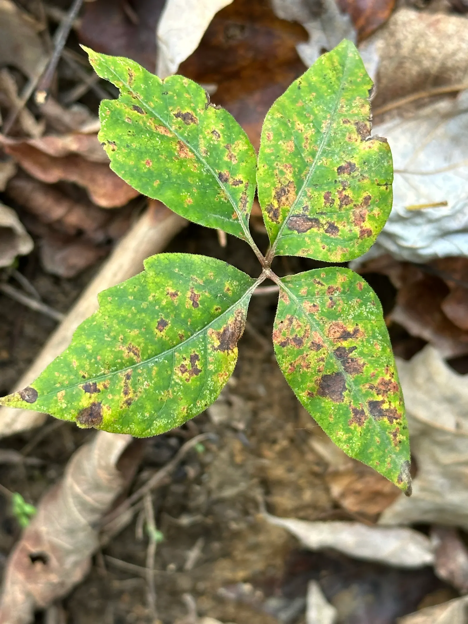 Poison Ivy (Toxicodendron Radicans) — with three almond-shaped leaflets; especially in areas with human activity, image 96