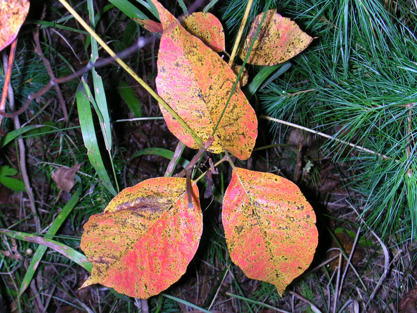 Poison Ivy (Toxicodendron Radicans) — with three almond-shaped leaflets
