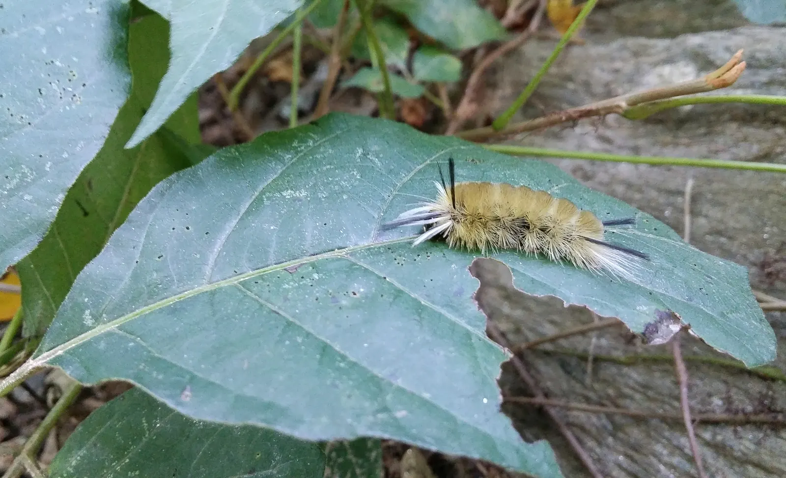 Poison Ivy (Toxicodendron Radicans) — well-drained soils and is commonly found along the edges of woods or other undisturbed areas; especially in, image 57
