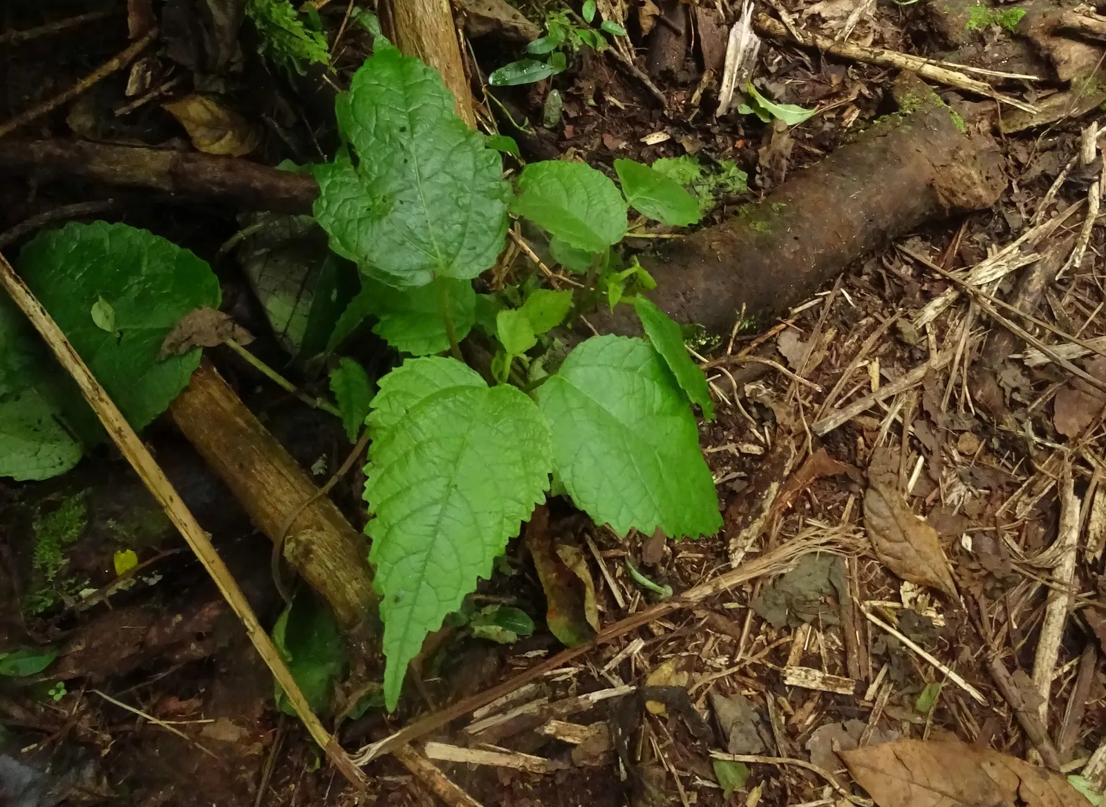 Poison Ivy (Toxicodendron Radicans) — Remember, "Leaves of three, let it be," to avoid accidental exposure; its leaves are distinctive