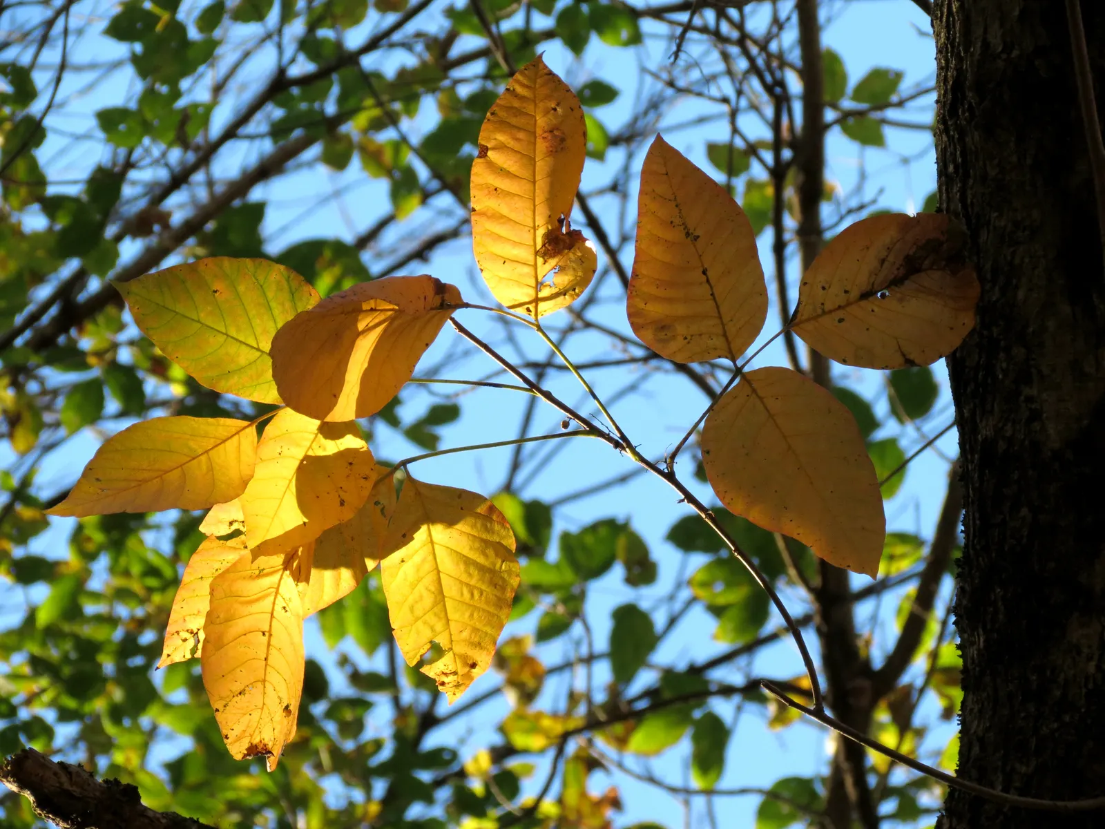 Poison Ivy (Toxicodendron Radicans) — with three almond-shaped leaflets; especially in areas with human activity, image 75