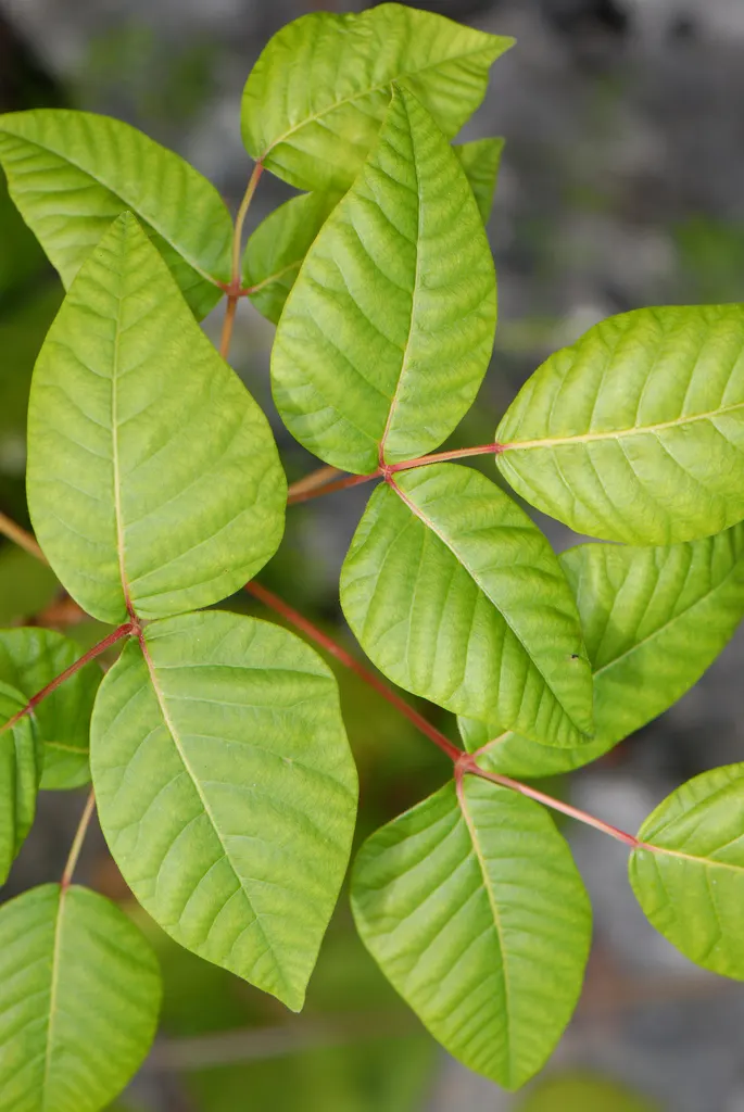 Poison Ivy (Toxicodendron Radicans) — It spreads through seed dispersal and vegetatively by rhizomes.<br><br>When designing landscapes
