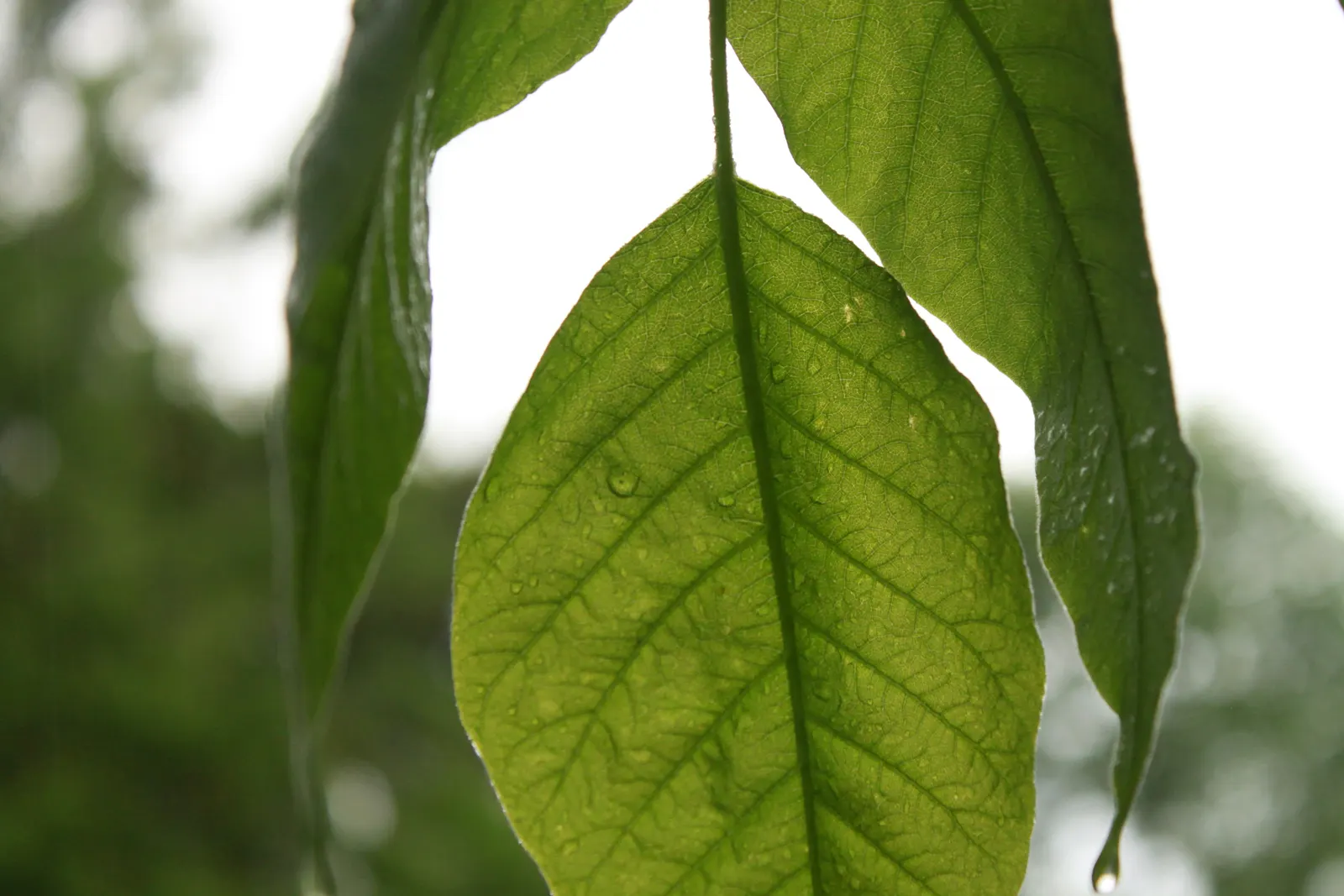 Poison Ivy (Toxicodendron Radicans) — identifiable by its trio of leaflets