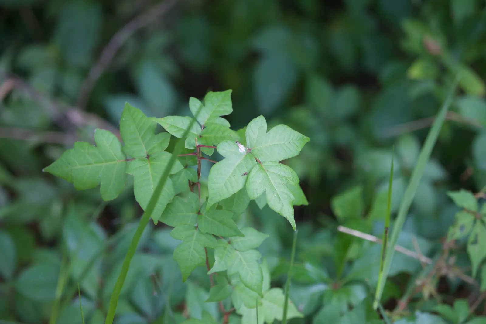 Poison Ivy (Toxicodendron Radicans) — ranging in size from 2 to 8 inches long; thriving in zones 4-10, it can spread as a groundcover or climb up to 30 feet as