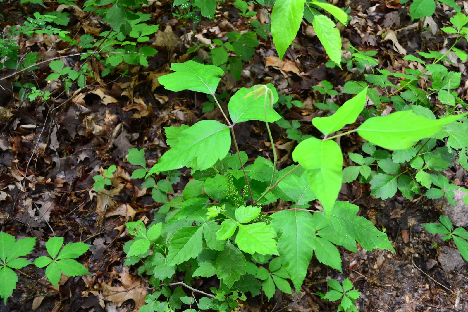 Poison Ivy (Toxicodendron Radicans) — Remember, "Leaves of three, let it be," to avoid accidental exposure; its leaves are distinctive, image 62