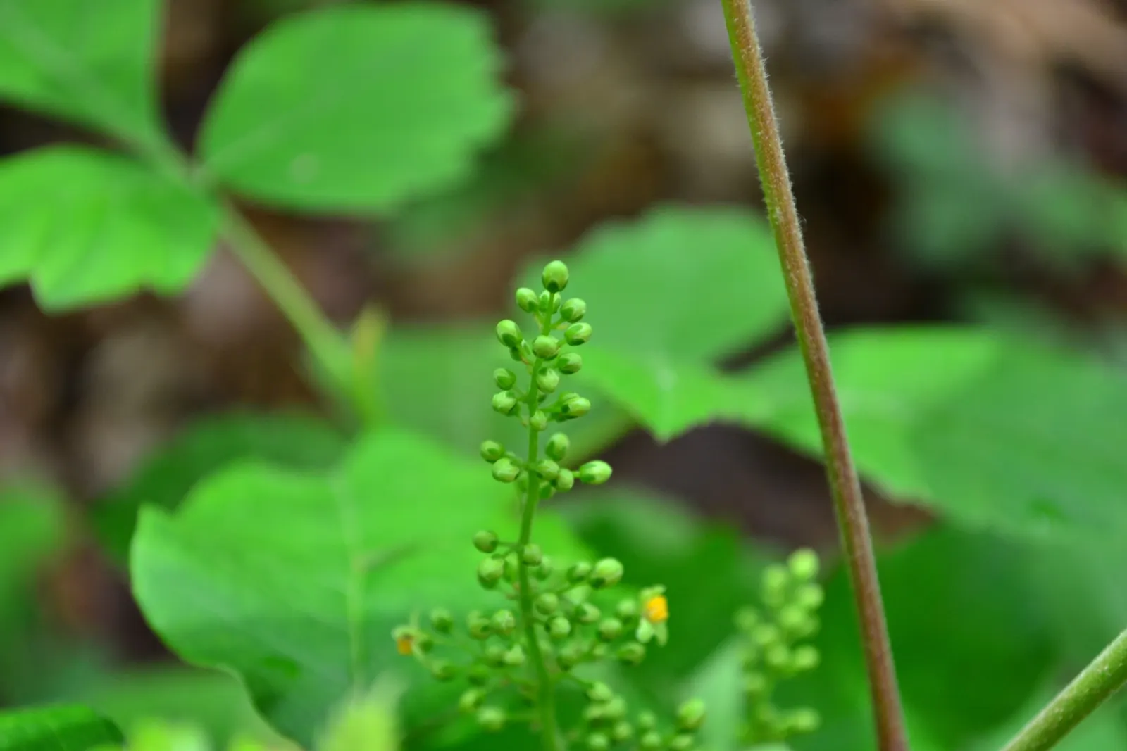 Poison Ivy (Toxicodendron Radicans) — native North American plant; its leaves are distinctive, image 44