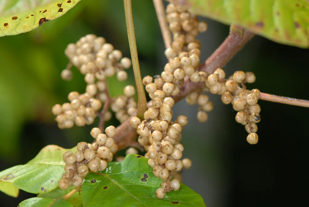 Poison Ivy (Toxicodendron Radicans) — commonly known as poison ivy; its leaves are distinctive, image 71