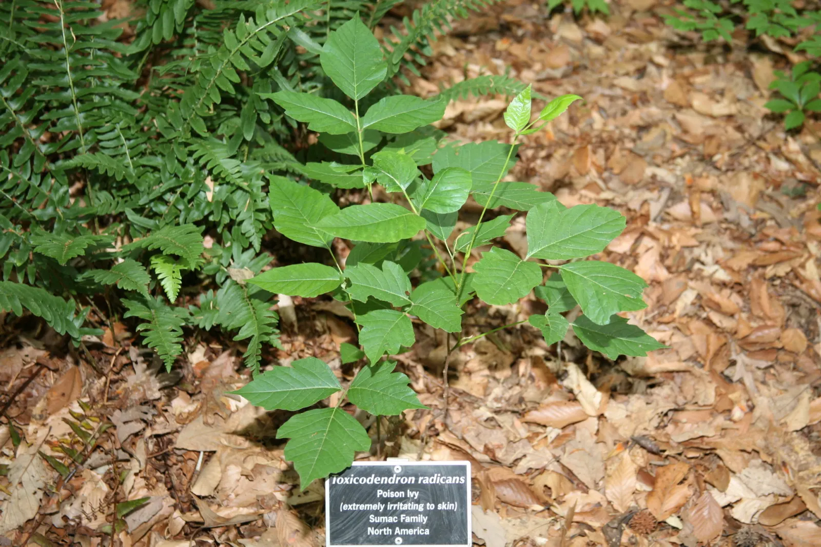 Poison Ivy (Toxicodendron Radicans) — and taking on a reddish hue when they emerge in spring; its leaves are distinctive