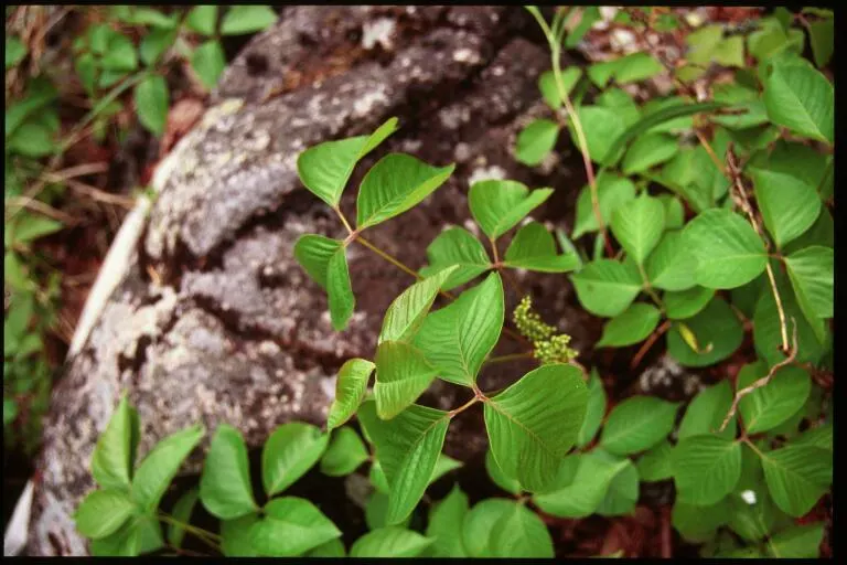 Poison Ivy (Toxicodendron Radicans) — ranging in size from 2 to 8 inches long; thriving in zones 4-10, it can spread as a groundcover or climb up, image 76