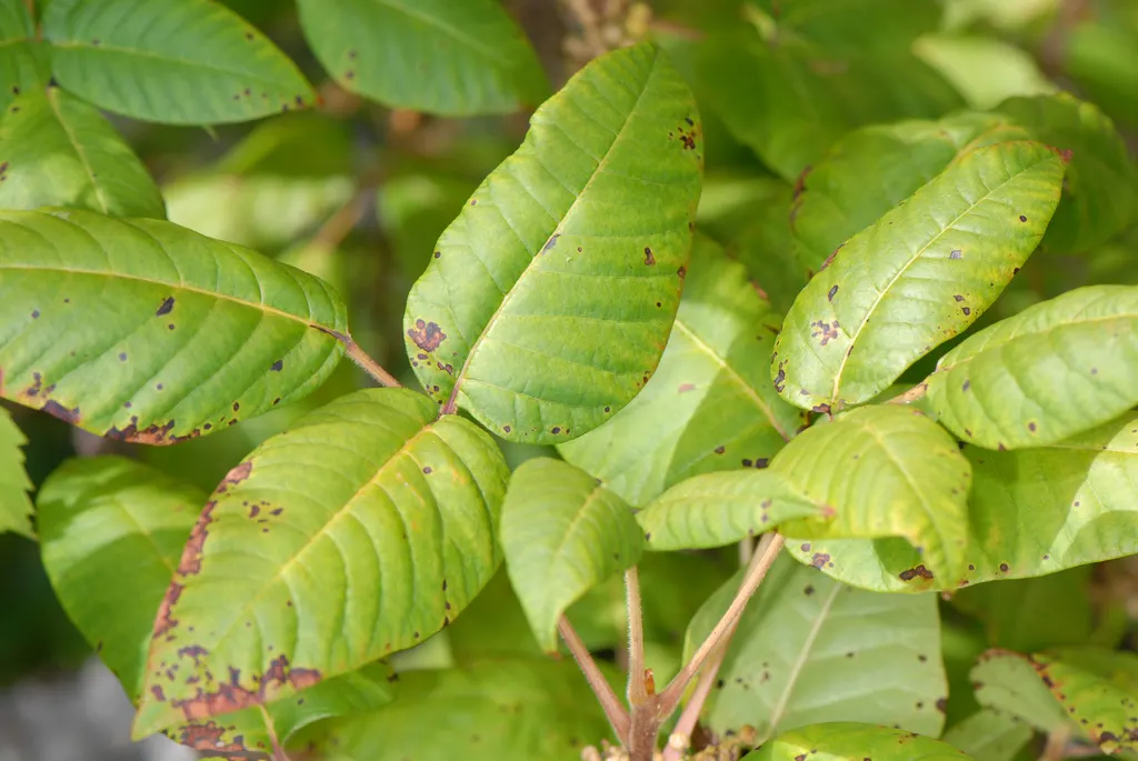 Poison Ivy (Toxicodendron Radicans) — native North American plant; its leaves are distinctive