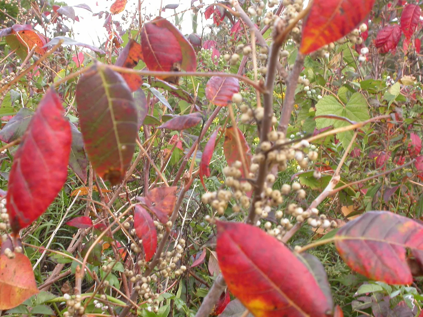 Poison Ivy (Toxicodendron Radicans) — Poison Ivy (Toxicodendron radicans) is a pernicious; thriving in zones 4-10, it can spread as a groundcover or climb up