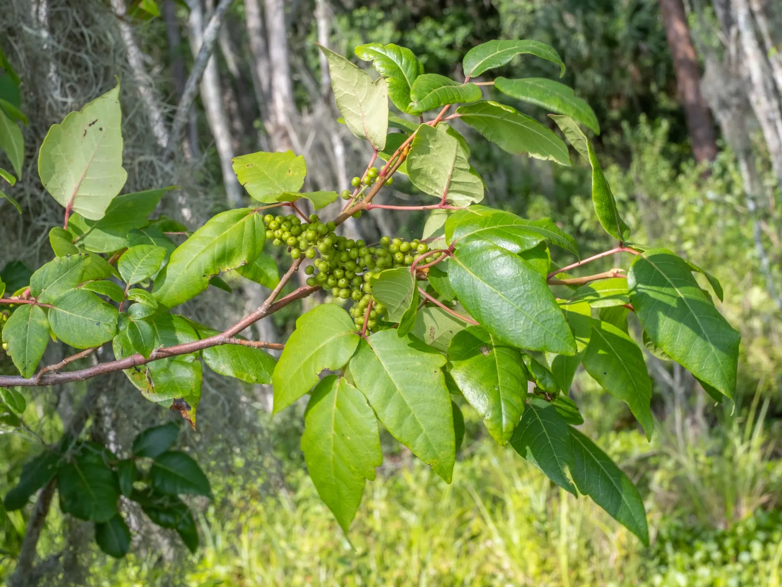 Poison Ivy (Toxicodendron Radicans) — identifiable by its trio of leaflets; especially in areas with human activity