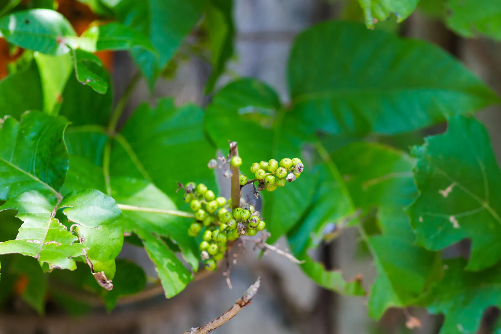 Poison Ivy (Toxicodendron Radicans) — ranging in size from 2 to 8 inches long; thriving in zones 4-10, it can spread as a groundcover or climb up, image 97