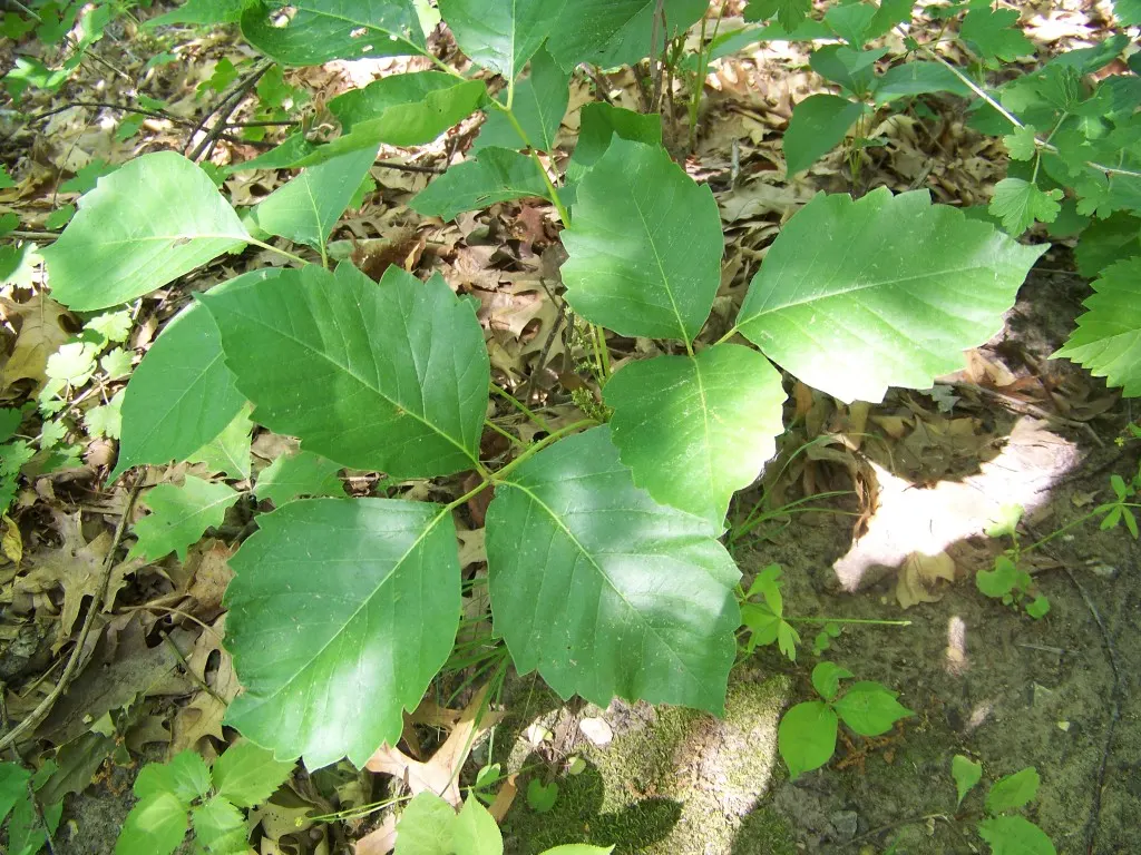 Poison Ivy (Toxicodendron Radicans) — and taking on a reddish hue when they emerge in spring; its leaves are distinctive, image 77