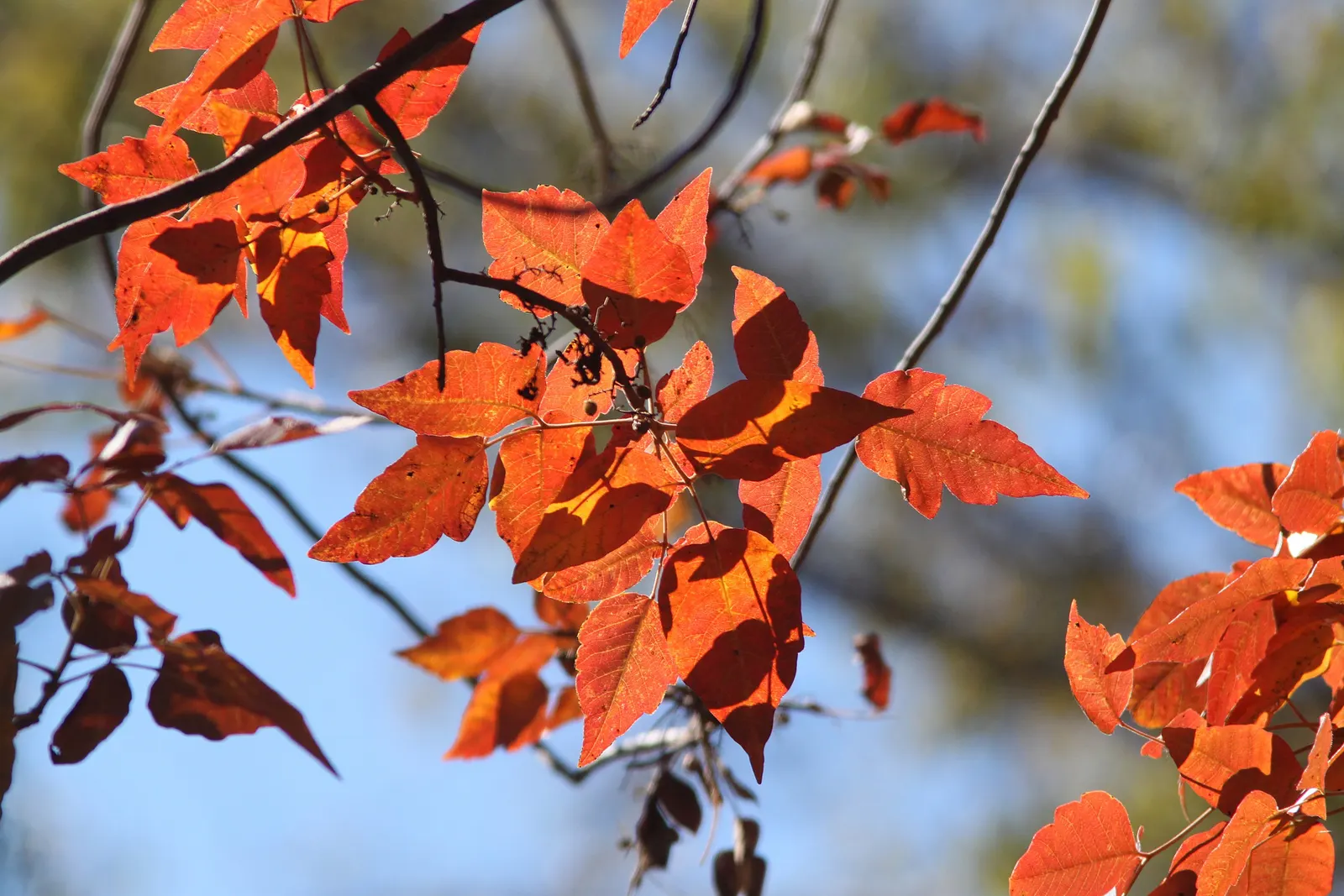 Poison Ivy (Toxicodendron Radicans) — Remember, "Leaves of three, let it be," to avoid accidental exposure