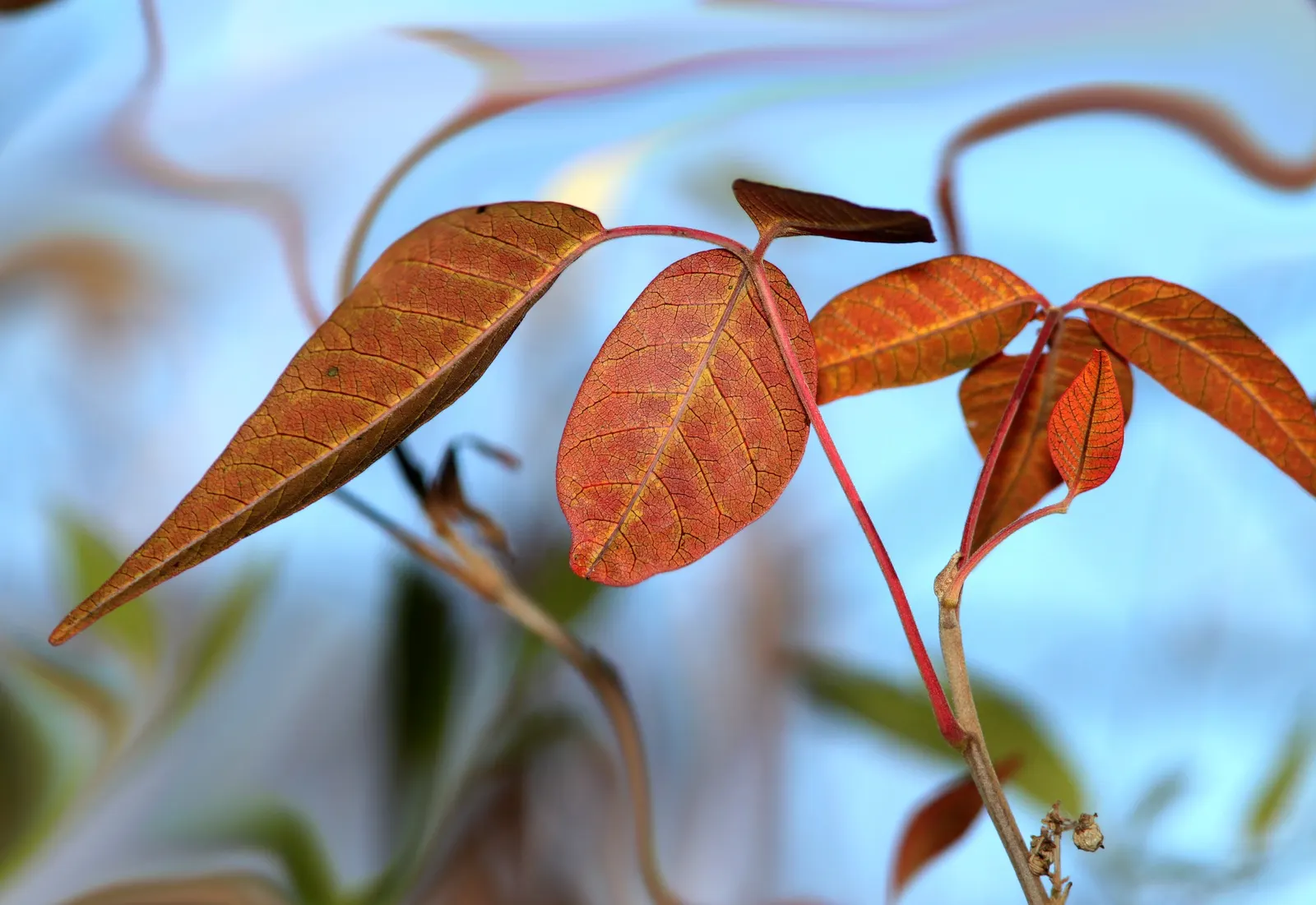 Poison Ivy (Toxicodendron Radicans) — it can also grow as a vine; especially in areas with human activity