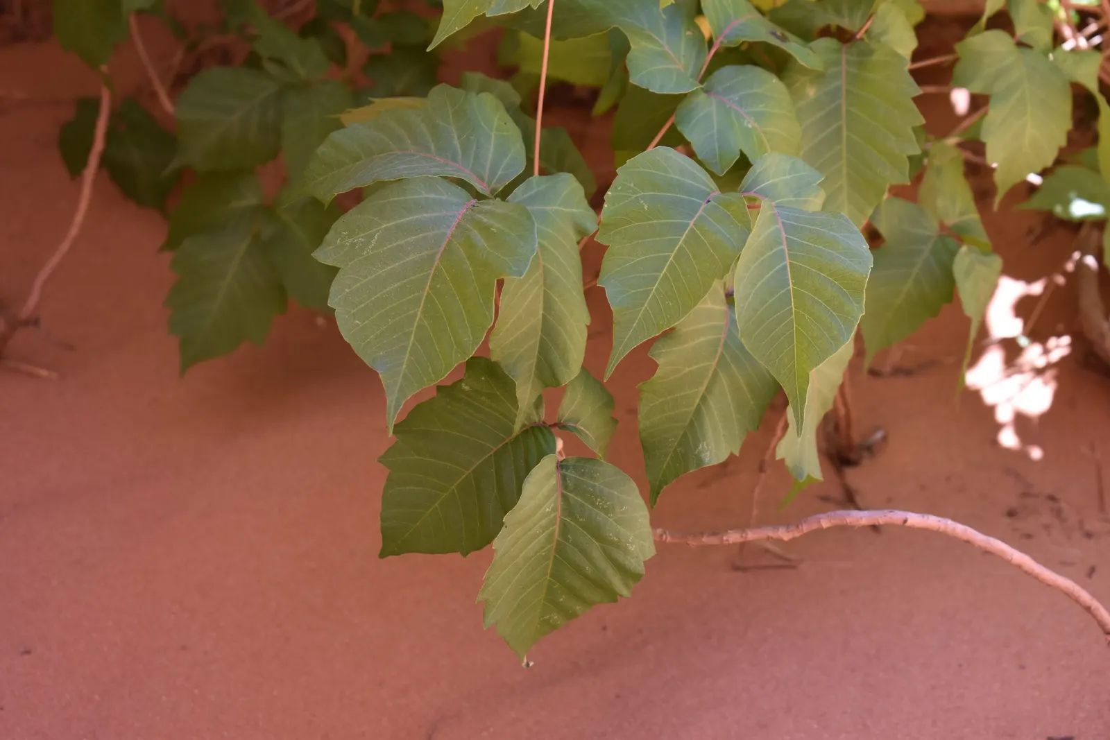 Poison Ivy (Toxicodendron Radicans) — it\'s critical to plan for controlled removal of poison ivy; its leaves are distinctive, image 80