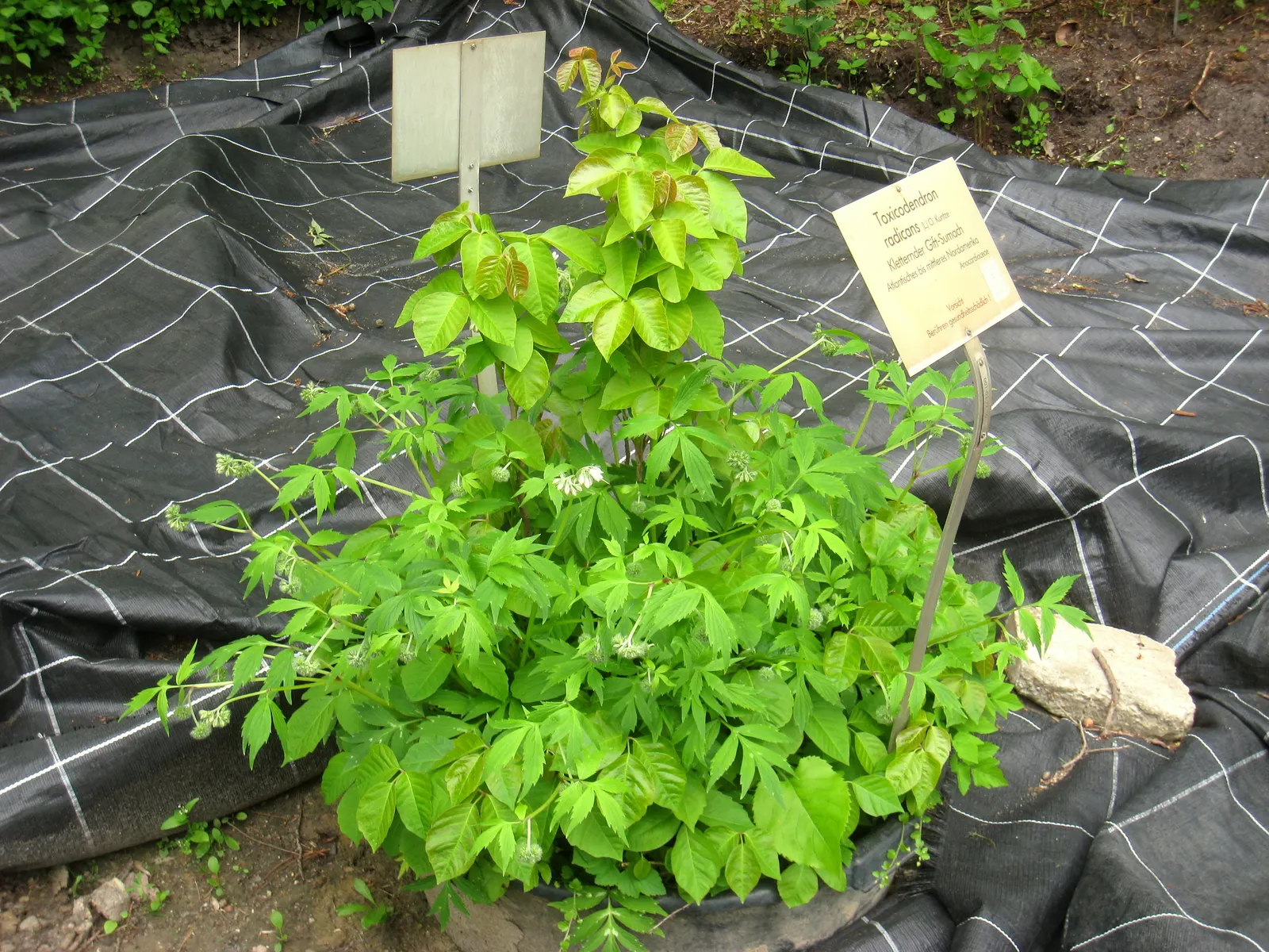Poison Ivy (Toxicodendron Radicans) — Its leaves are distinctive, image 95