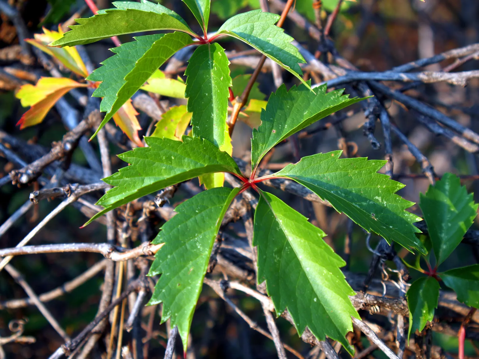 Poison Ivy (Toxicodendron Radicans) — well-drained soils and is commonly found along the edges of woods or other undisturbed areas; especially in, image 78