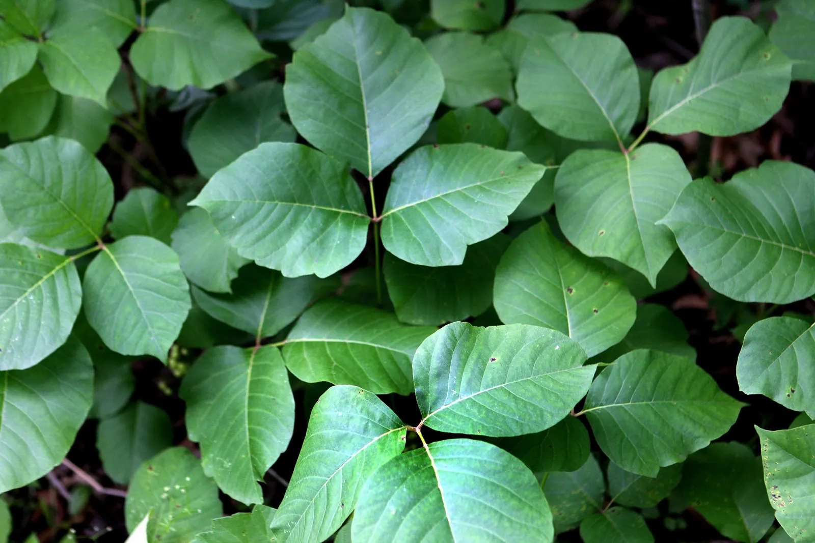 Poison Ivy (Toxicodendron Radicans) — Due to its invasive nature and health risks, it's generally unwelcome in landscapes