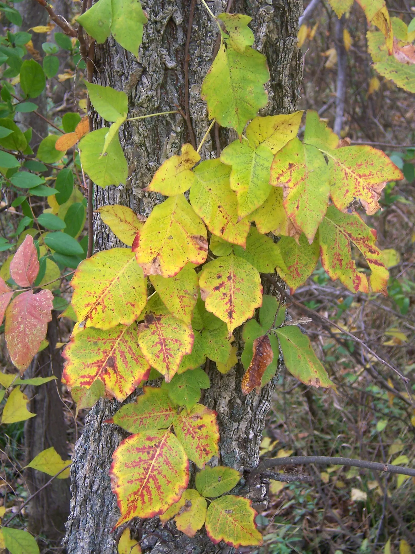 Poison Ivy (Toxicodendron Radicans) — Personal protective equipment is mandatory when handling this plant; thriving in zones 4-10, it can spread as, image 61