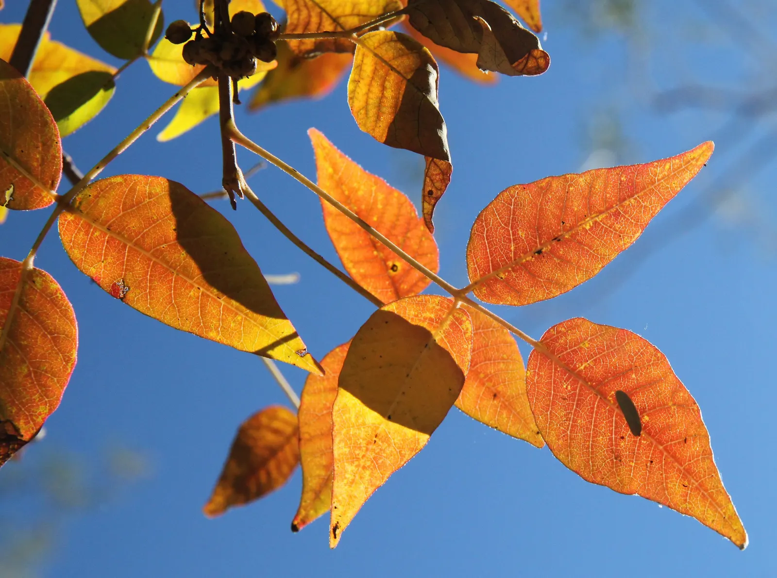 Poison Ivy (Toxicodendron Radicans) — identifiable by its trio of leaflets; especially in areas with human activity, image 45