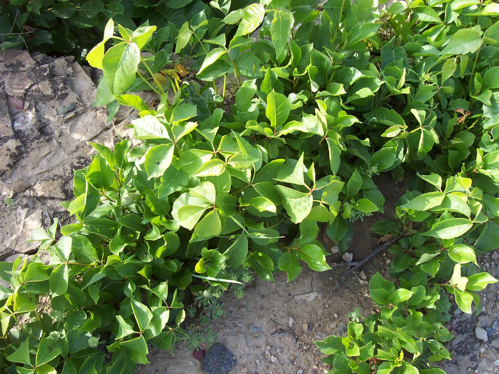 Poison Ivy (Toxicodendron Radicans) — shrub for full or half or shade; especially in areas with human activity, image 84