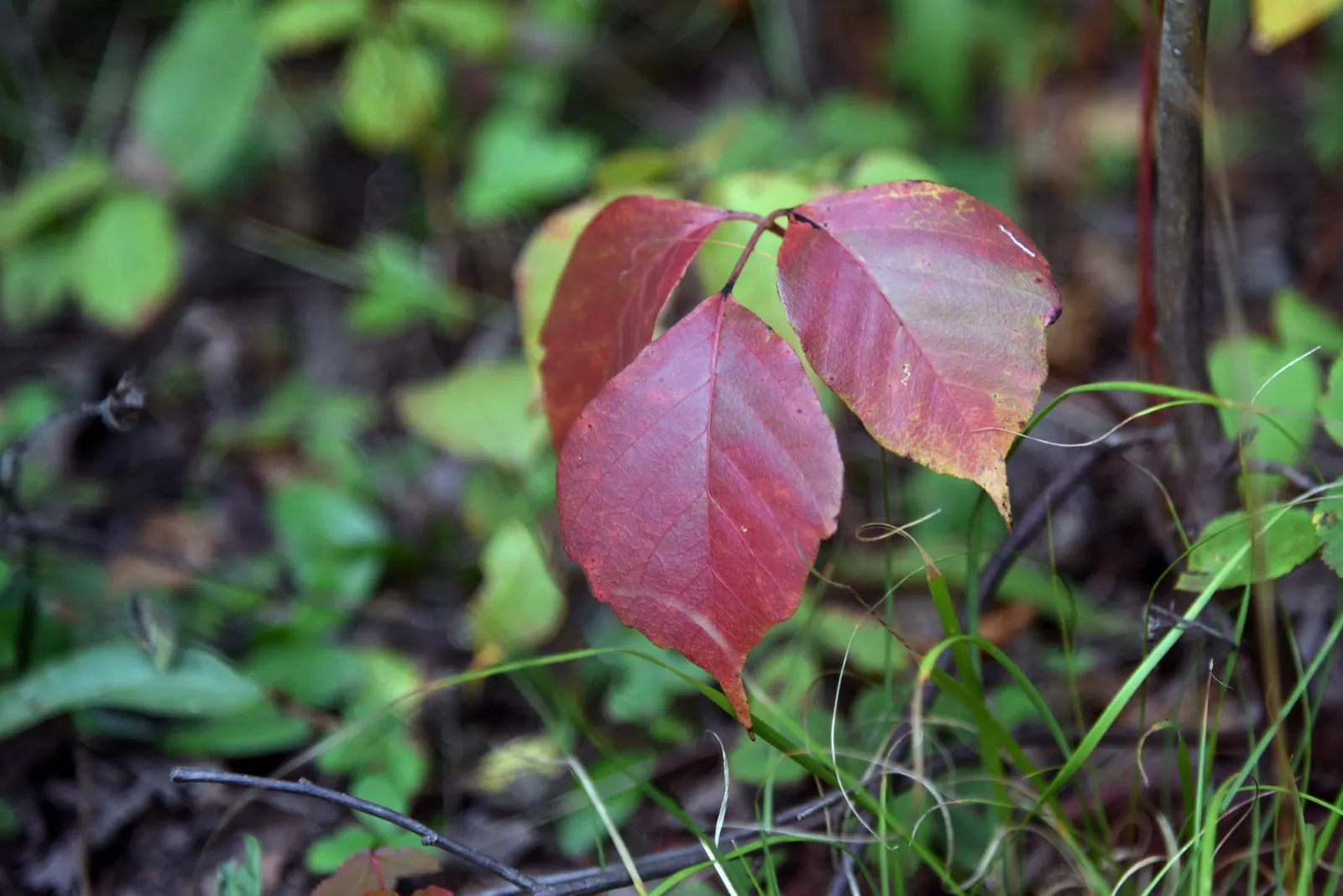 Poison Ivy (Toxicodendron Radicans) — The plant contains urushiol, causing severe skin irritation upon contact; its leaves are distinctive, image 89