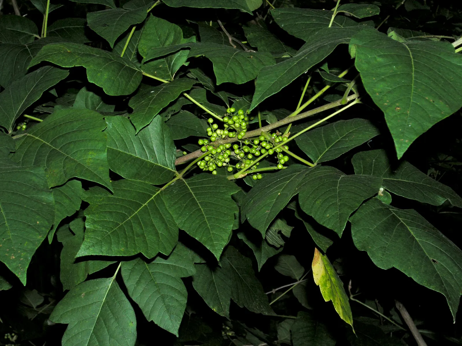 Poison Ivy (Toxicodendron Radicans) — it can also grow as a vine; especially in areas with human activity, image 51