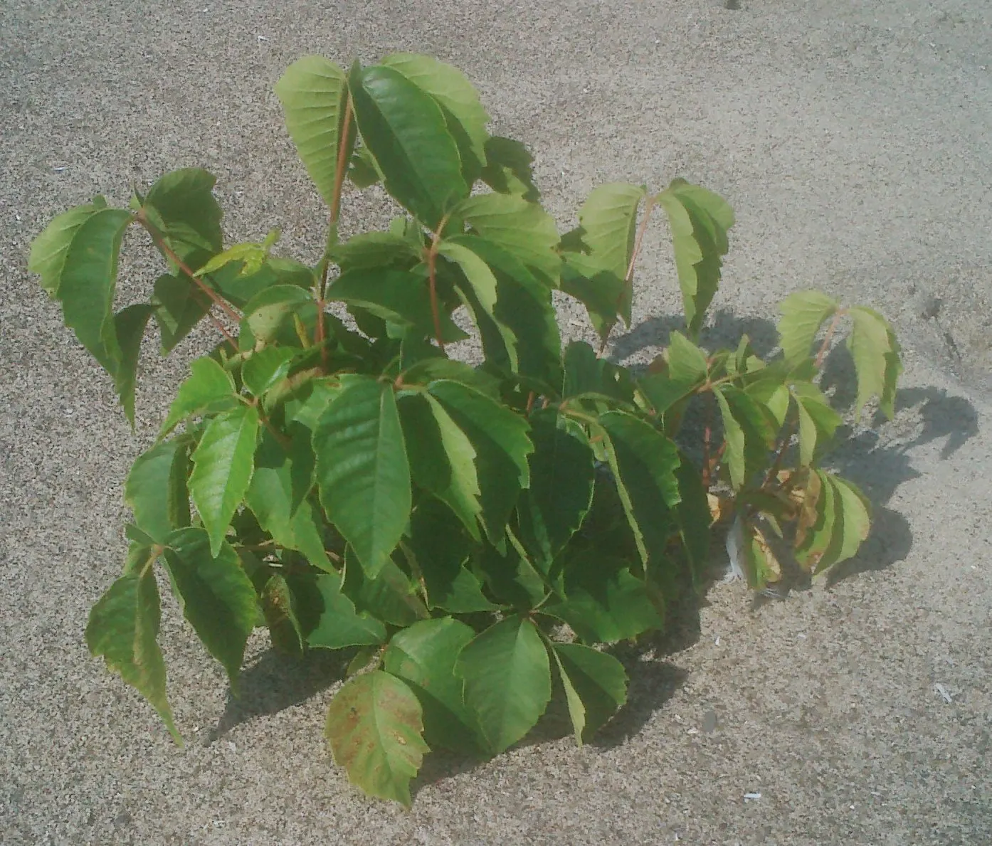 Poison Ivy (Toxicodendron Radicans) — it\'s critical to plan for controlled removal of poison ivy; its leaves are distinctive, image 59