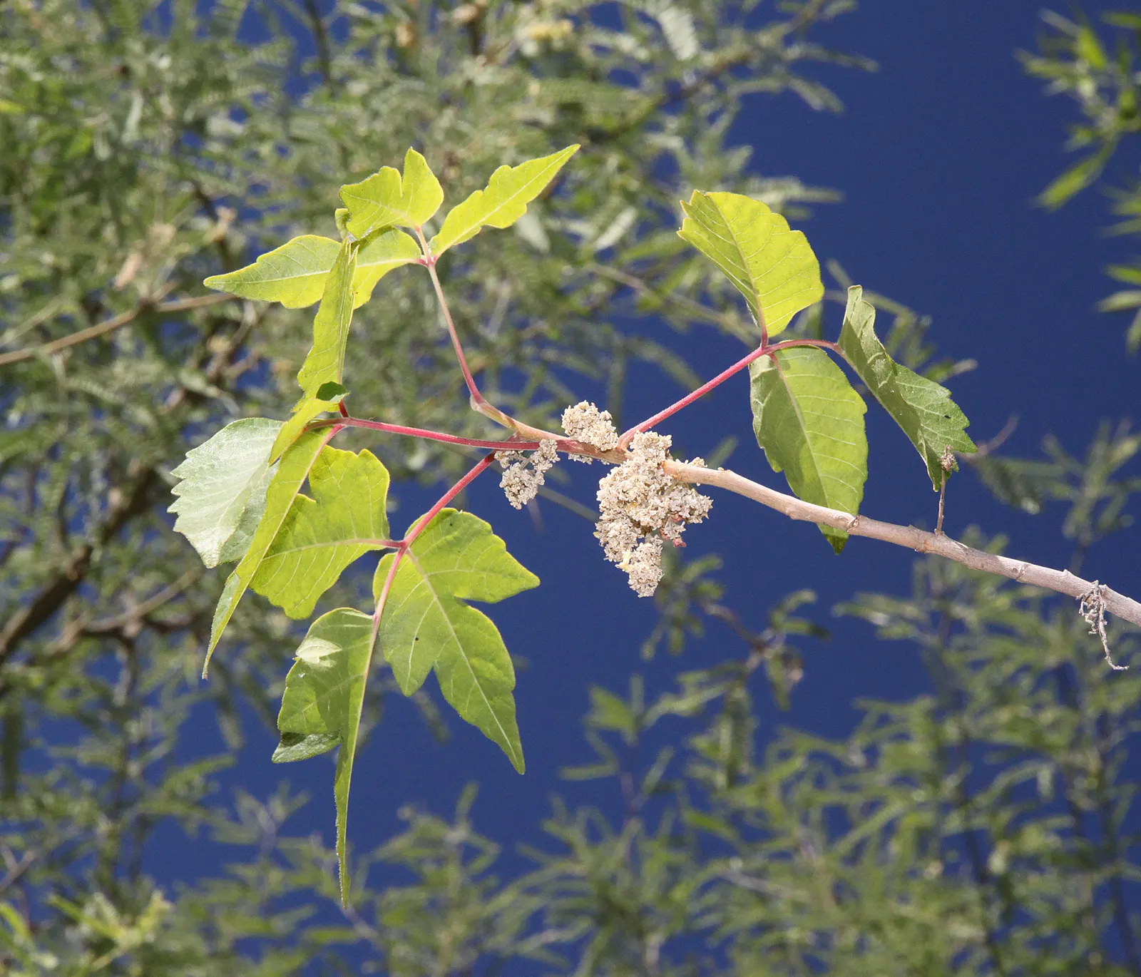 Poison Ivy (Toxicodendron Radicans) — Thriving in zones 4-10, it can spread as a groundcover or climb up to 30 feet as a vine, image 25